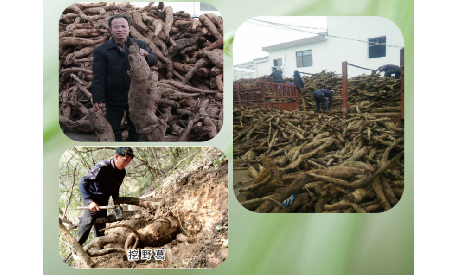 一勺野生葛根粉里的「古今對(duì)話(huà)」，從古籍記載到現(xiàn)代餐桌的清涼傳承