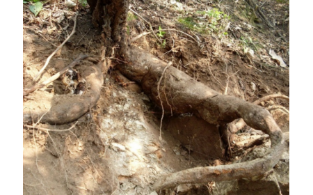 葛根粉：認(rèn)準(zhǔn) 10 年黃金期，拒絕 “年份噱頭”