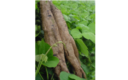 吃了這么多年的野生葛根粉，你吃對了嗎？