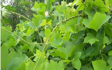 七夕寵妻狂魔就選它！二月風(fēng)雙有機(jī)野生葛根粉，健康又有文化味 