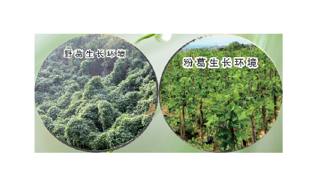 高學(xué)歷養(yǎng)生黨親測(cè)：這款雙有機(jī)野生葛根粉，憑什么成日常優(yōu)選？?