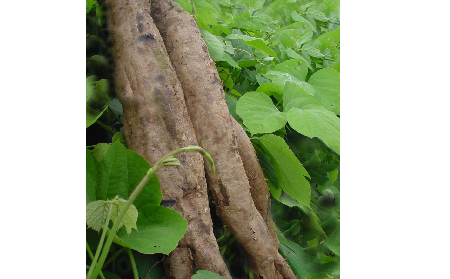 長(zhǎng)期吃葛粉是養(yǎng)生還是傷身？科學(xué)解讀它的三大益處，讓你吃得更明白！