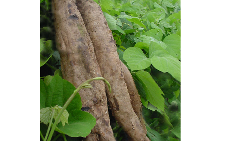葛粉是什么？解鎖這份藏著千年文化與養(yǎng)生智慧的天然食材