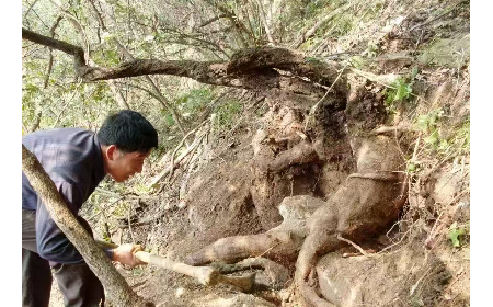 藏在隨州深山里的自然饋禮：二月風(fēng)有機(jī)野生葛根粉，守護(hù)孩子純粹成長
