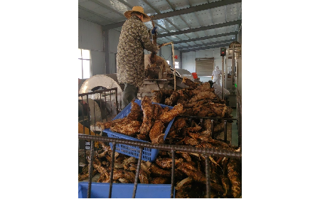 野生葛粉加工正當(dāng)時，二月風(fēng)匠心傳承好味道